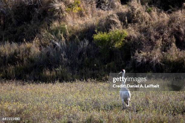 whooping crane bird - watershed 2017 stock pictures, royalty-free photos & images