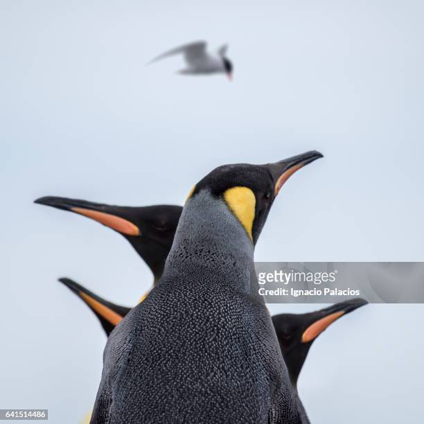 king penguins, king haakon bay, south georgia - five animals stock pictures, royalty-free photos & images