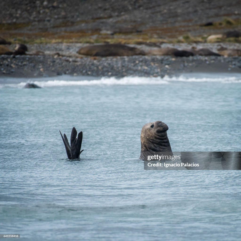 Elephant seal swimming, South Georgia