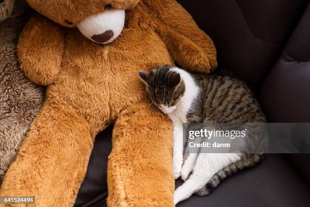 a sweet cat sleeping near a sleepy bear - bear paw print stockfoto's en -beelden