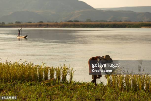 woman working on field of rice in madagascar, africa with a fisherman in background - hmong stockfoto's en -beelden