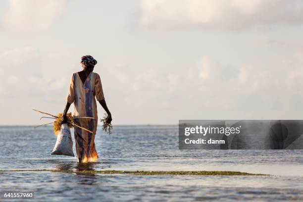 woman collecting seaweeds from water in zanzibar, tanzania - africa farm stockfoto's en -beelden