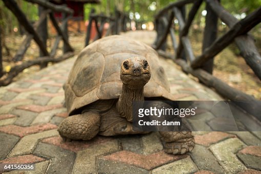 1,107 Cute Tortoise Photos and Premium High Res Pictures - Getty Images