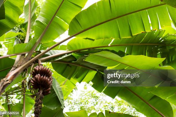 red banana in there own enviroment - banana plantation stock pictures, royalty-free photos & images