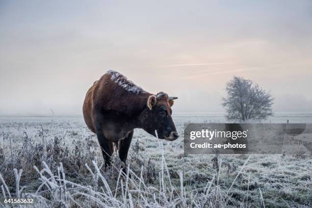 cow on frozen foggy pasture - cow winter imagens e fotografias de stock