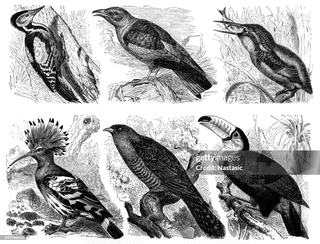 Paradise birds