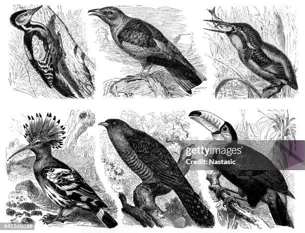 paradise birds - great spotted woodpecker stock illustrations