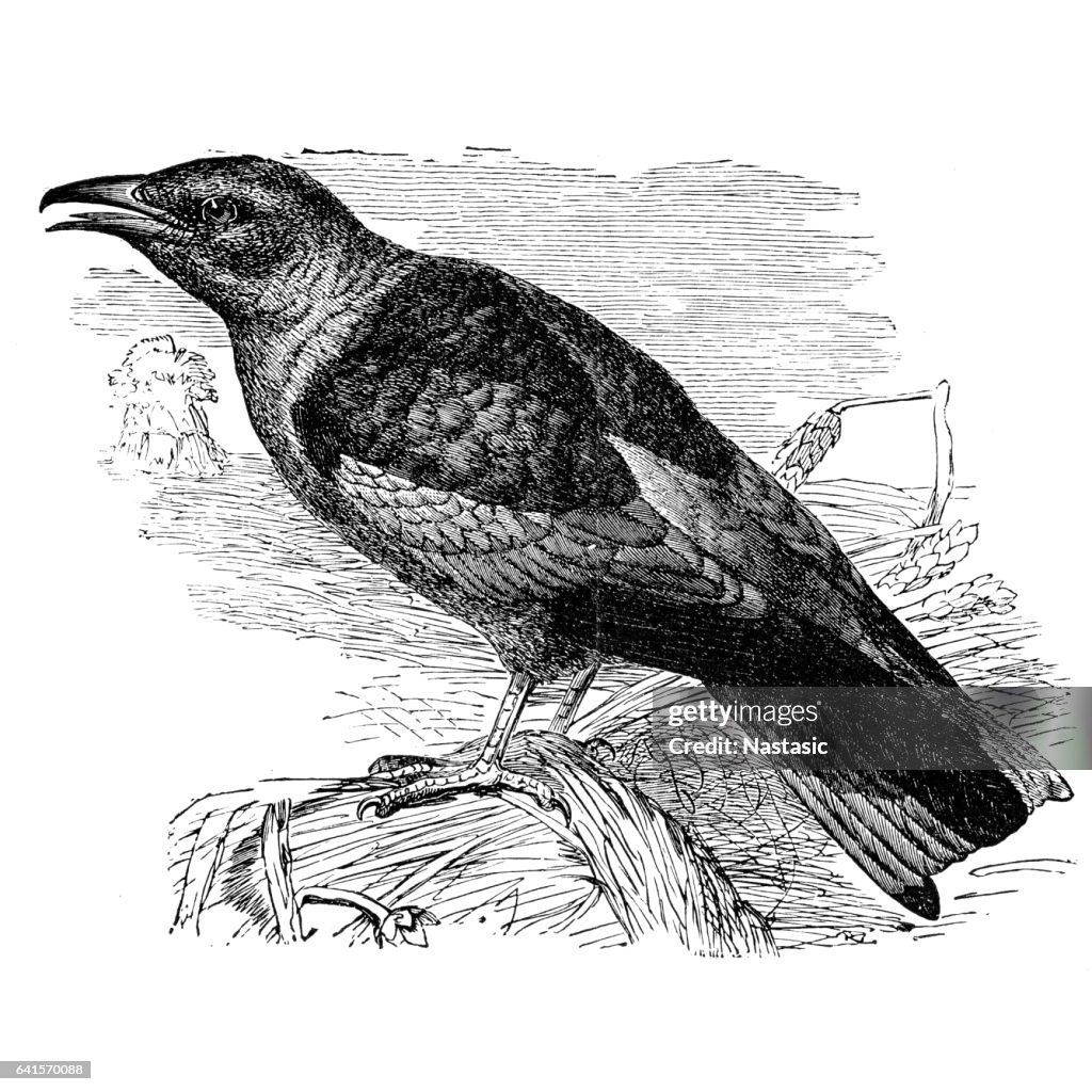 European Roller (Coracias Garrulus)