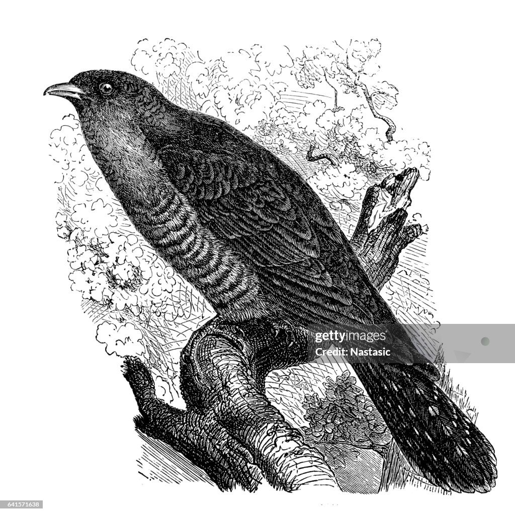 Common Cuckoo (Cuculus canorus)