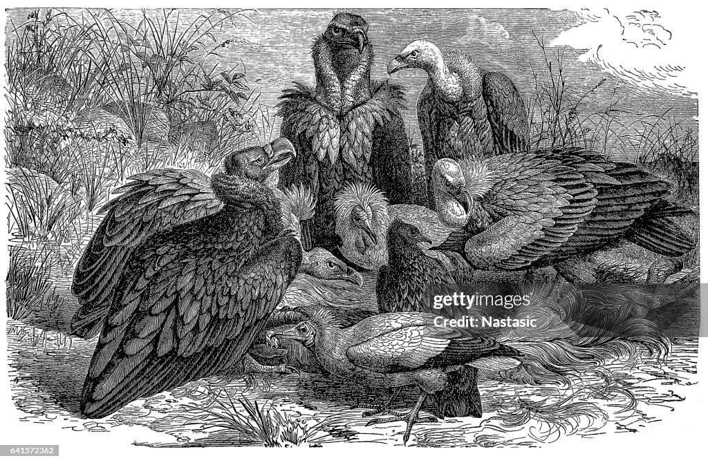 Southern European vultures
