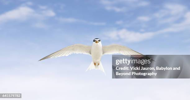 least tern about to attack from above at jones beach, long island, ny - above and beyond stock pictures, royalty-free photos & images