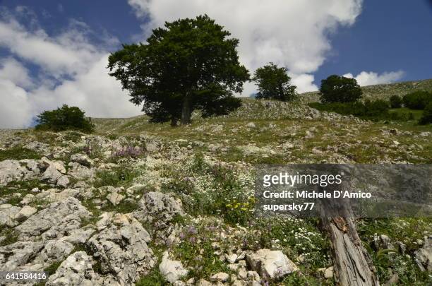 ancient beech trees on flowery slopes - supersky77 2014 foto e immagini stock