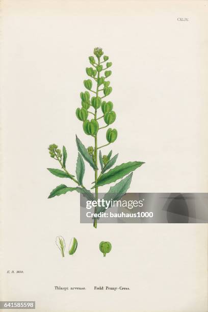 field penny-cress, thlaspi arvense, victorian botanical illustration, 1863 - thlaspi arvense stock illustrations