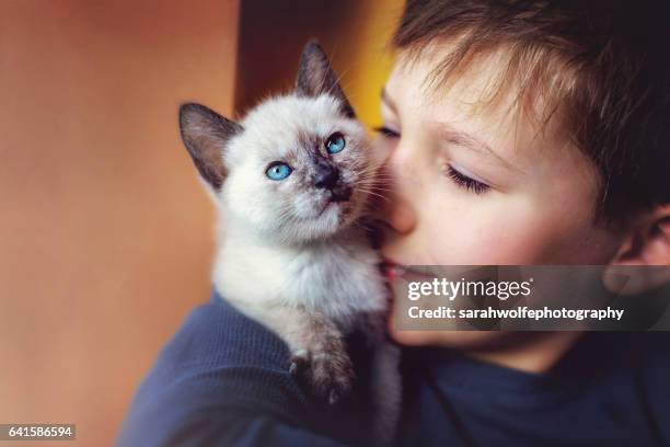 young boy with a kitten on his shoulder - siamese cat stock pictures, royalty-free photos & images