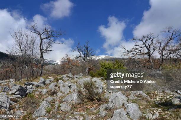 limestone pavement with oak trees - quercus pubescens stock pictures, royalty-free photos & images