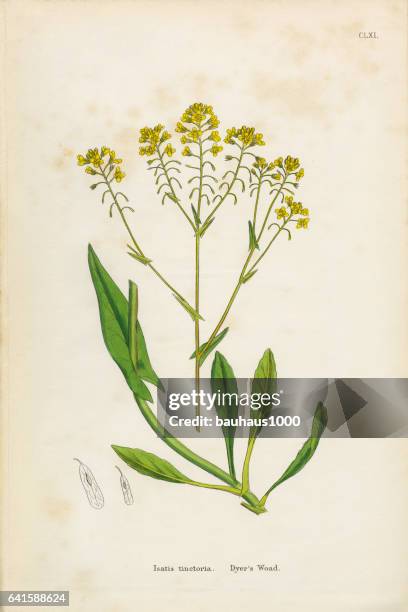 dyer’s woad, isatis tinctoria, victorian botanical illustration, 1863 - roots of isatis stock illustrations