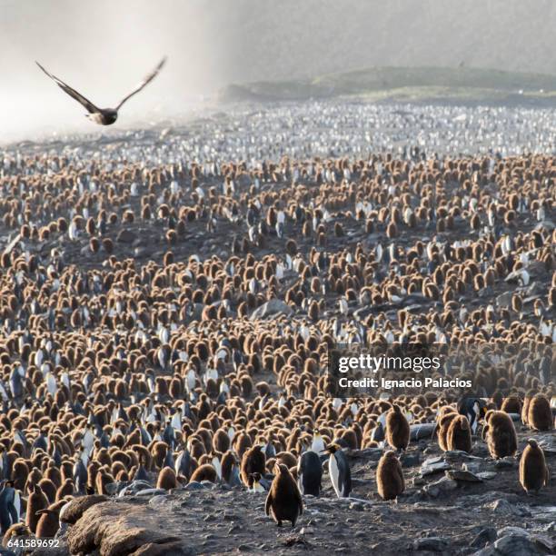 king penguins, st andrew's bay, south georgia - st andrew's bay stock pictures, royalty-free photos & images