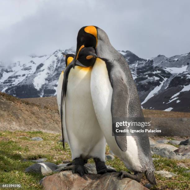 king penguins, st andrew's bay, south georgia - hug animal group stock pictures, royalty-free photos & images