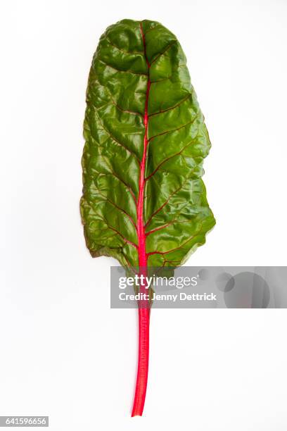 single red-ribbed chard leaf - chard stock pictures, royalty-free photos & images