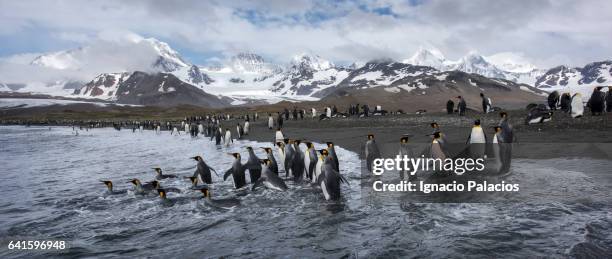 king penguins, st andrew's bay, south georgia - baie de saint andrew photos et images de collection