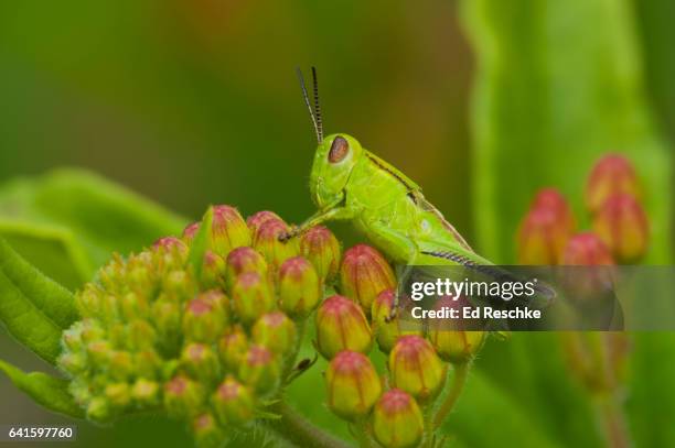 gradual metamorphosis--grasshopper nymph on butterfly weed buds - grasshopper nymph stock pictures, royalty-free photos & images