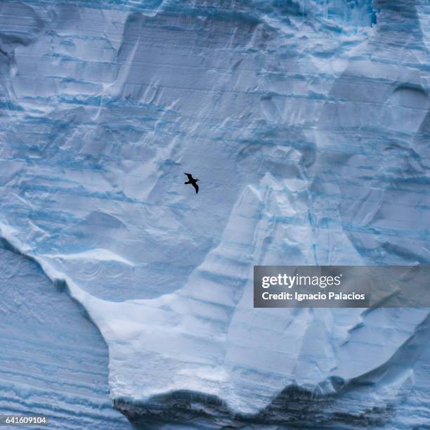 iceberg wall and bird, south orkneys - south orkney island stock pictures, royalty-free photos & images