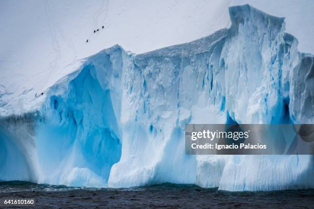 icebergs, south orkneys - penguin flock stock pictures, royalty-free photos & images