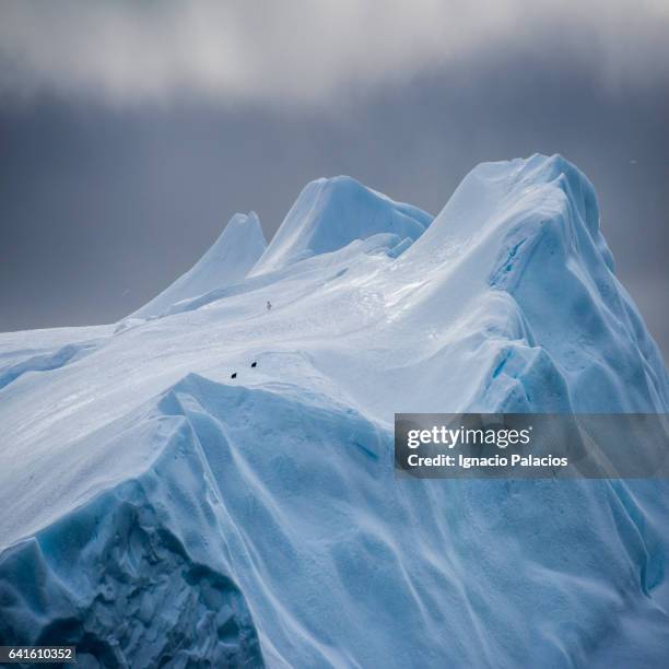 iceberg and penguins, south orkneys - south orkney island stock pictures, royalty-free photos & images