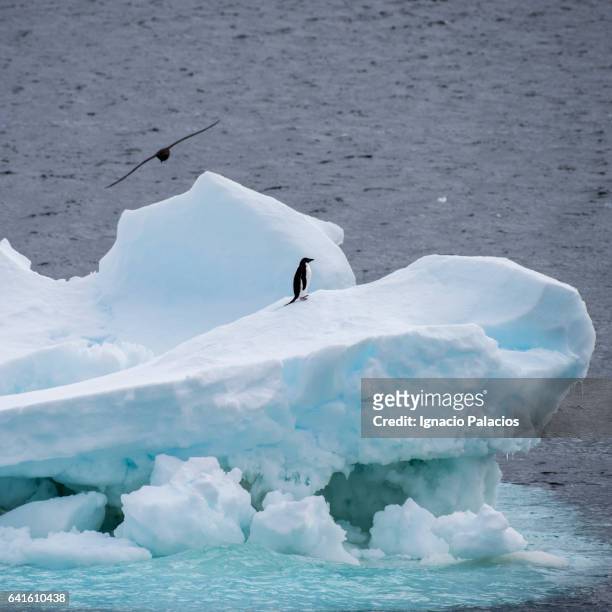 iceberg and penguins, south orkneys - south orkney island stock pictures, royalty-free photos & images