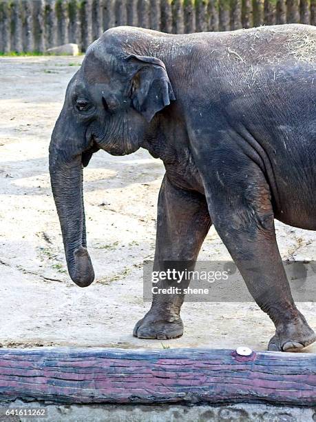 elephant by side view - elephantiasis stockfoto's en -beelden