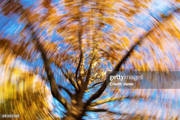 dizzy tree on the blue sky with beautiful autumn colors - tontura imagens e fotografias de stock