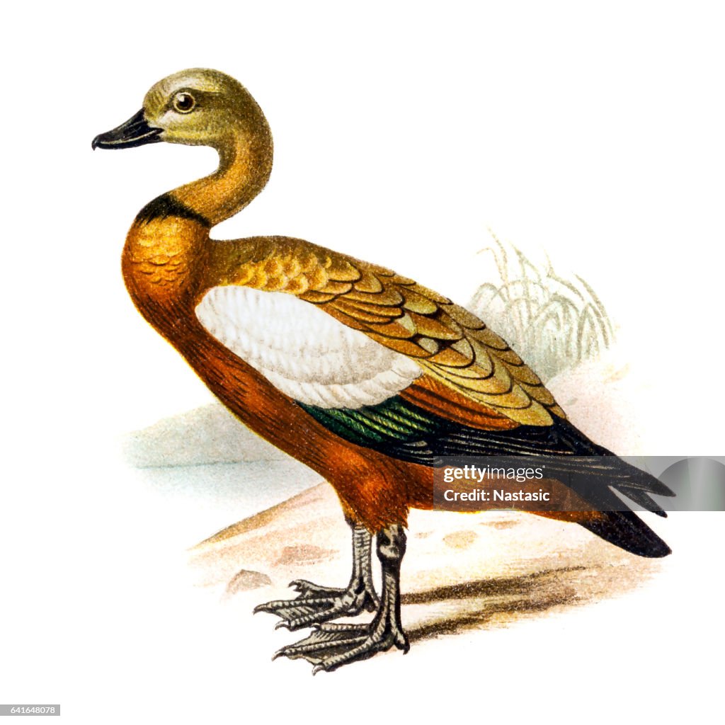 The ruddy shelduck (Tadorna ferruginea)