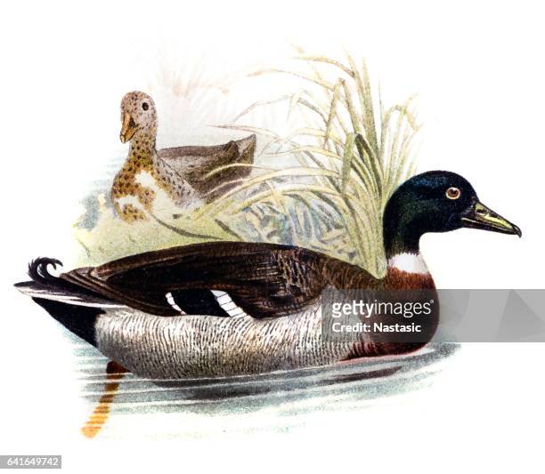 ilustrações de stock, clip art, desenhos animados e ícones de the wild duck - pato real