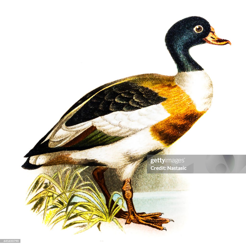 Common Shelduck (Tadorna vulpanser)