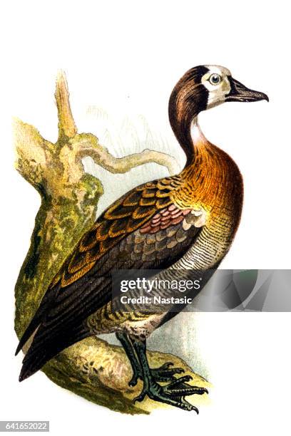 the white-faced whistling duck (dendrocygna viduata) - white faced whistling duck stock illustrations