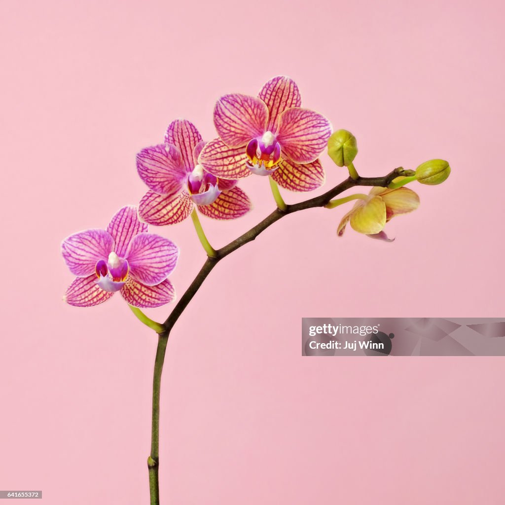 Pink orchid on pink