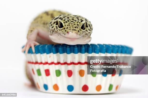 lizard in a cupcake - lizard tongue stock pictures, royalty-free photos & images