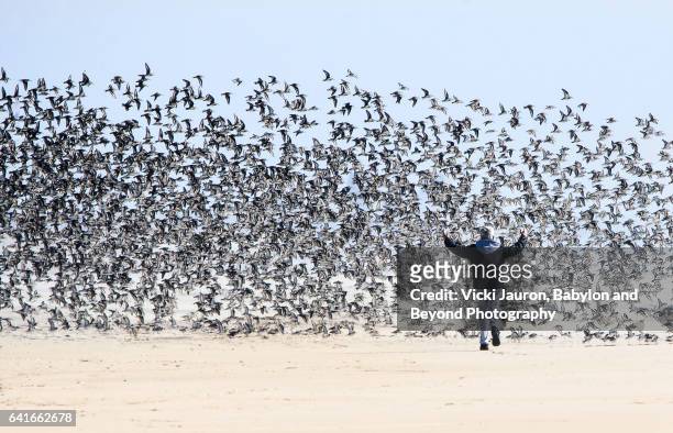 man causing commotion with dunlin - chaotic system people foto e immagini stock
