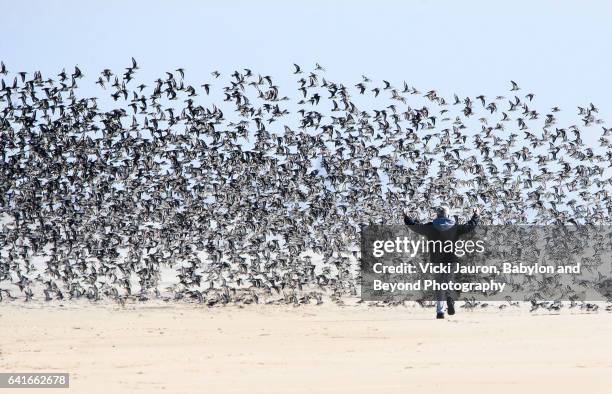 man causing commotion with dunlin - chaos to order ストックフォトと画像