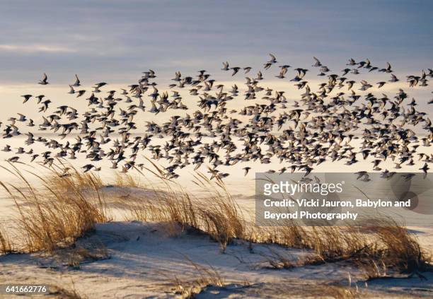 moody shot of dunlin birds flying over dunes at jones beach - wader bird stock pictures, royalty-free photos & images