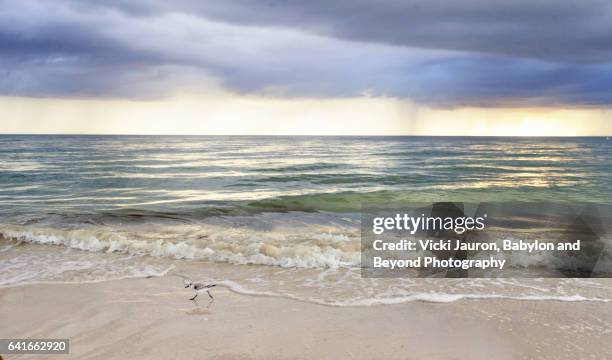 florida landscape stormy sky featuring a sandpiper - fort myers beach photos et images de collection