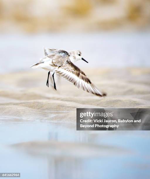 vertical sanderling in flight in jones beach, long island, ny. - correlimos tridáctilo fotografías e imágenes de stock