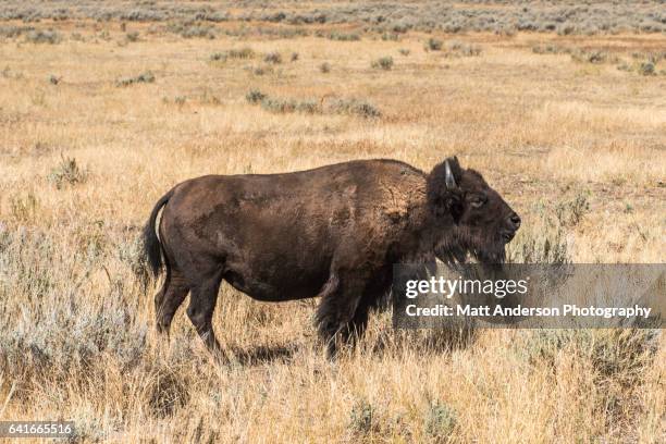 buffalo - american bison yellowstone - grand teton national park - tori anderson foto e immagini stock