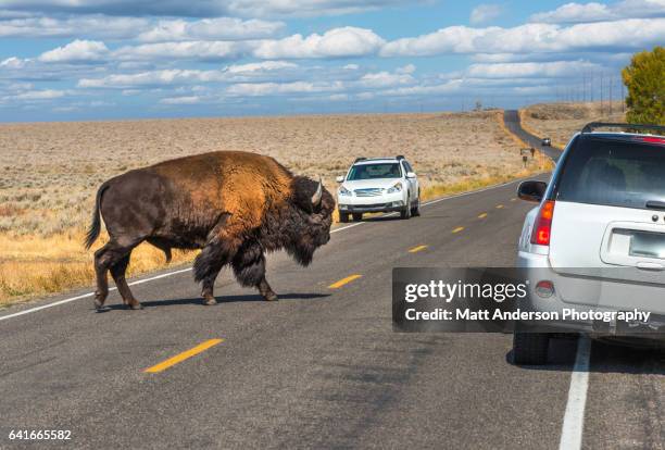 buffalo - american bison yellowstone - grand teton national park - tori anderson foto e immagini stock