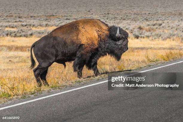 buffalo - american bison yellowstone - grand teton national park - tori anderson foto e immagini stock