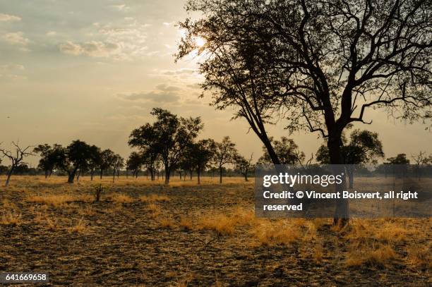 sunset in the south luangwa national park, zambia - ciel romantique stock-fotos und bilder