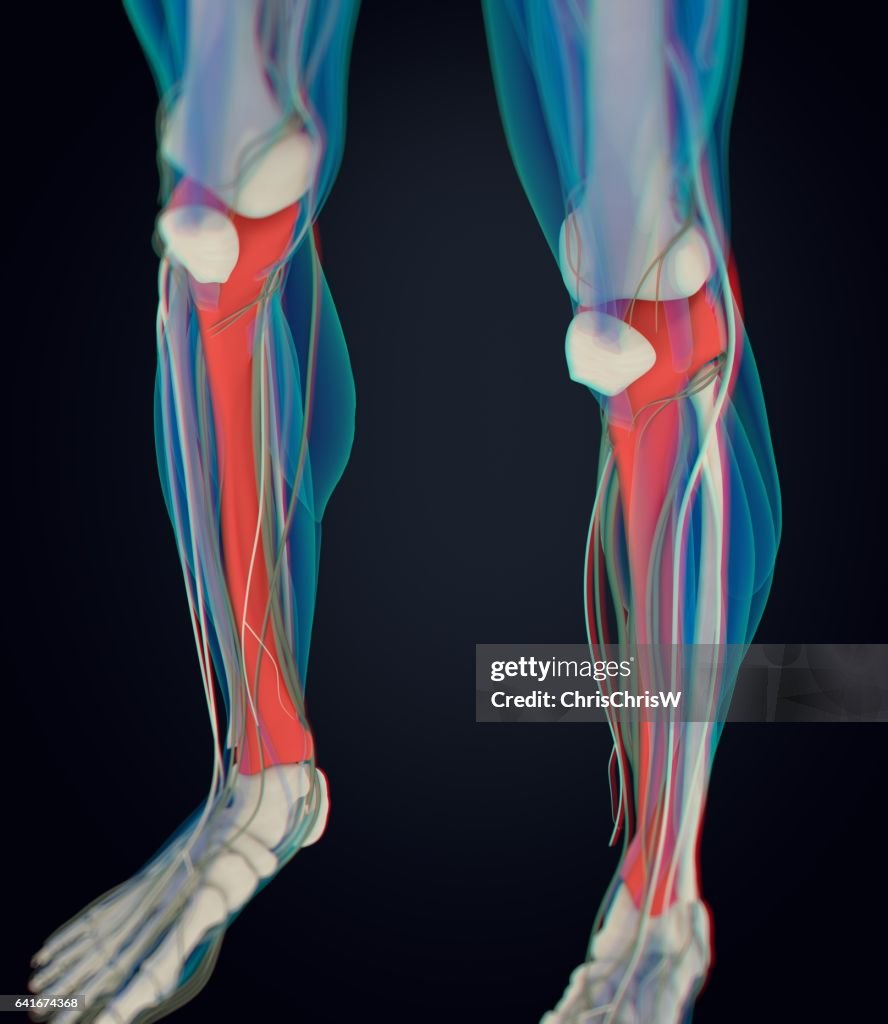 Inside Tibia Bone Human Anatomy Male Tibia Shin Bone 3d Illustration High-Res Vector ...