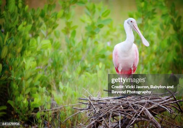 Roseate Spoonbill (Platalea ajaja) on Nest Against Green Foliage