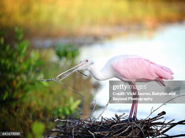 roseate spoonbill (platalea ajaja) standing on nest - roseate spoonbill stock pictures, royalty-free photos & images