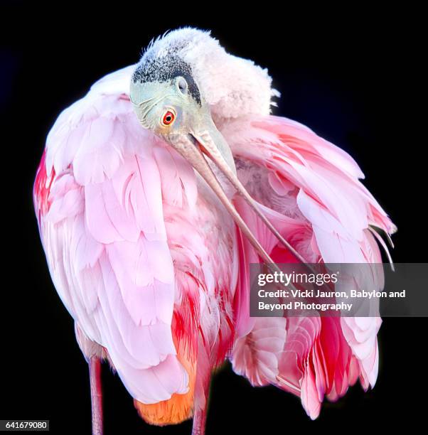 close up of roseate spoonbill (platalea ajaja) preening against black background - platalea ajaja stock pictures, royalty-free photos & images